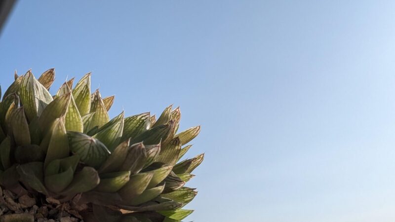 マンドリースクラール