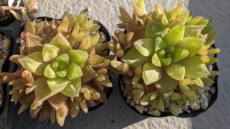 マンドリースクラール