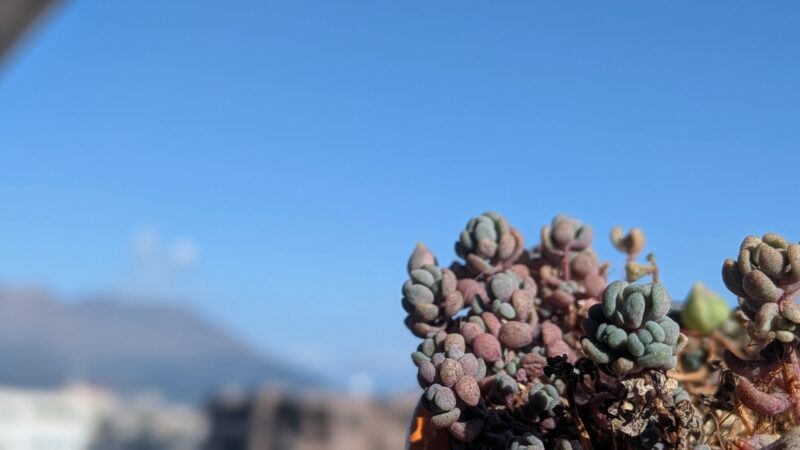 パープルヘイズ