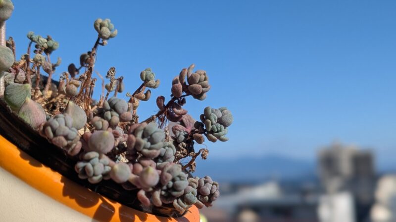 パープルヘイズ