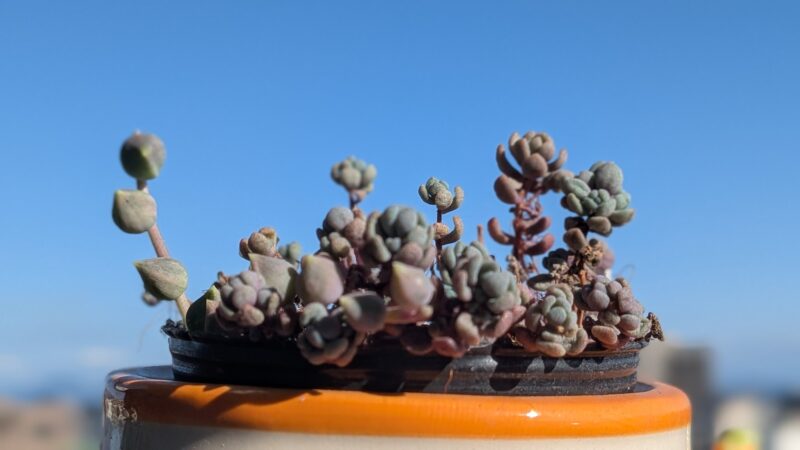 パープルヘイズ