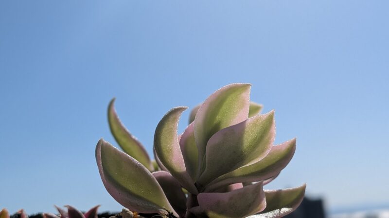 ベビーサンローズ