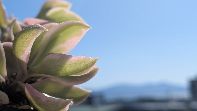 ベビーサンローズ