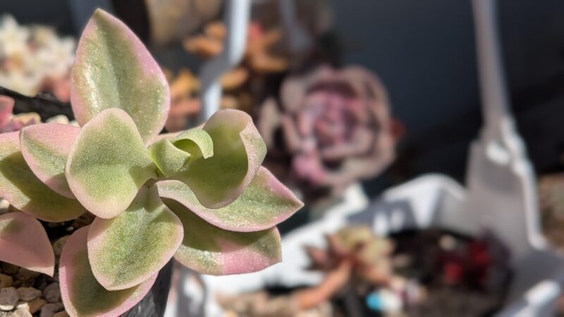 ベビーサンローズ