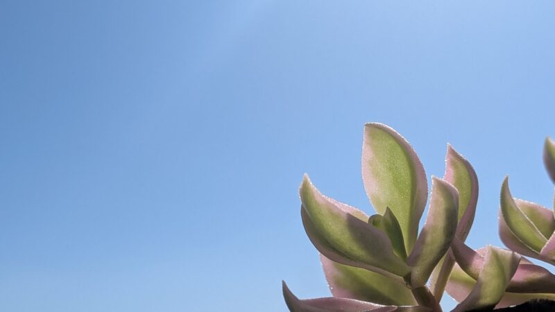 ベビーサンローズ