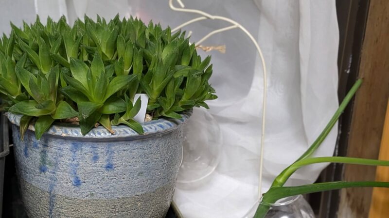 京の華