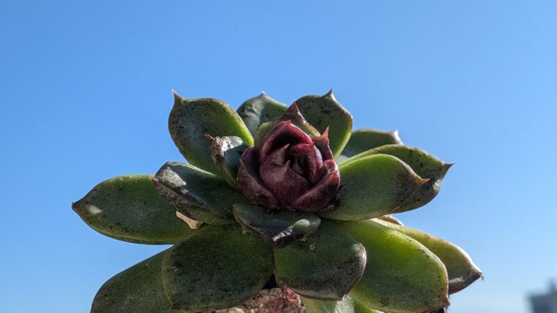 ブラッククイーン