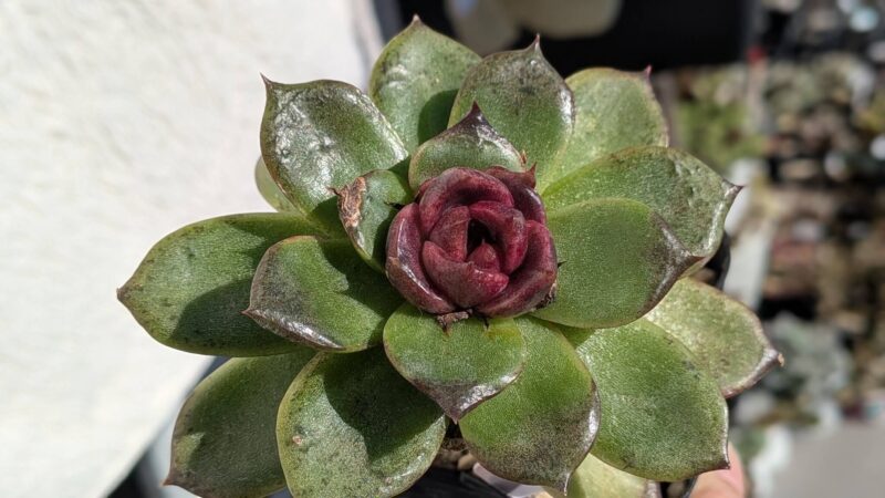 ブラッククイーン