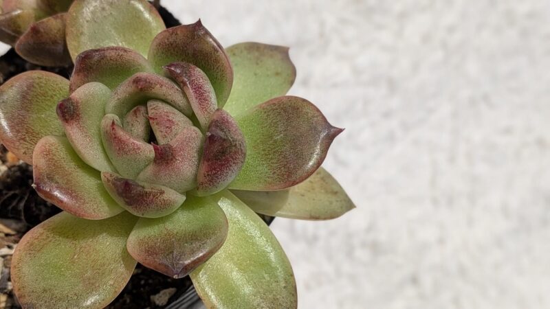 ブラッククィーン