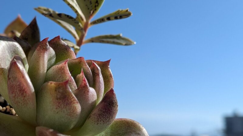 ブラッククィーン