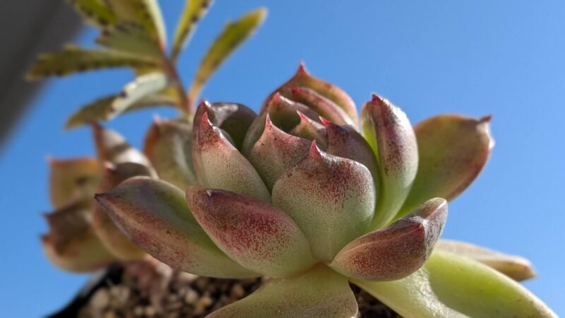 ブラッククィーン