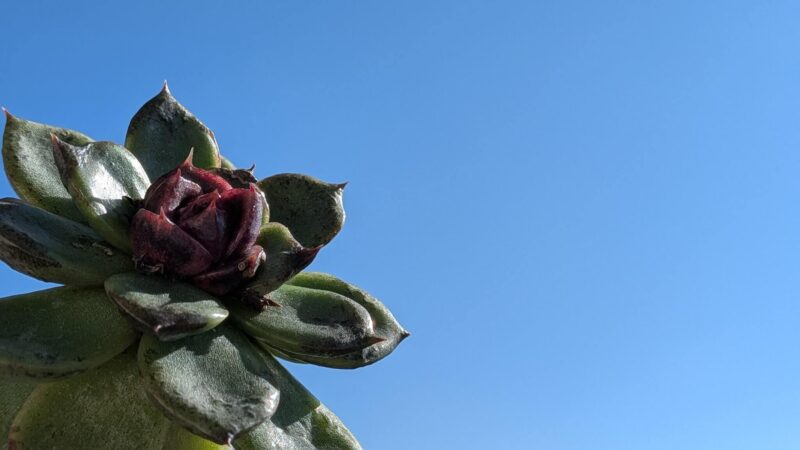 ブラッククイーン