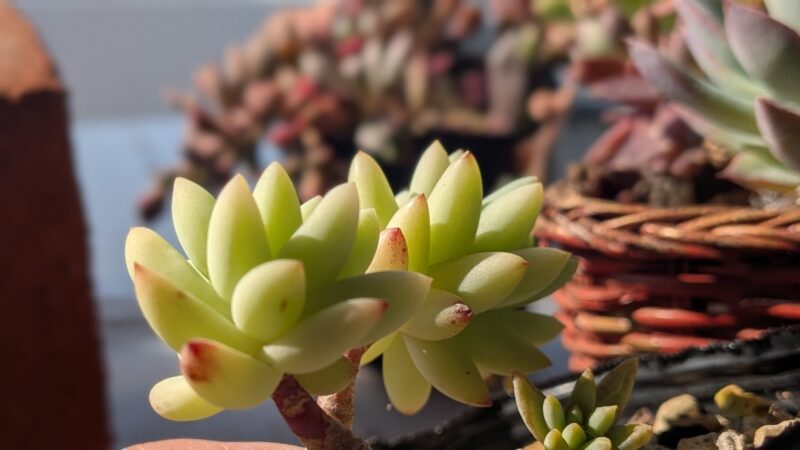 樹氷