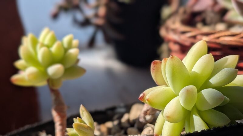 樹氷
