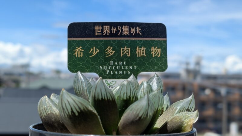 黒葡萄