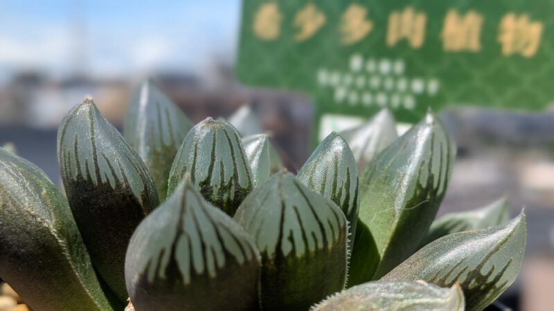 黒葡萄
