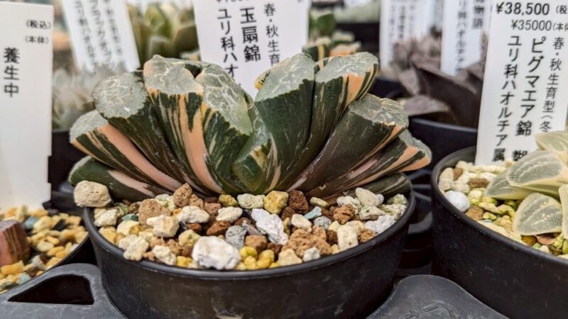 玉扇錦