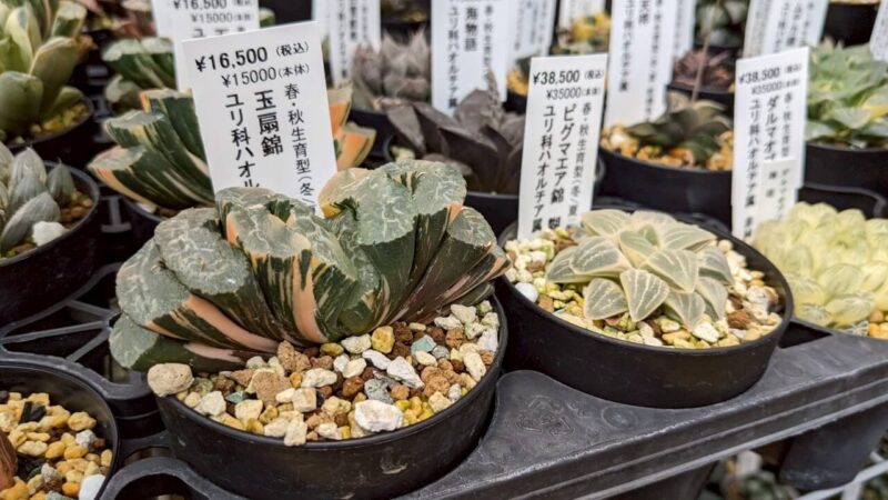 玉扇錦