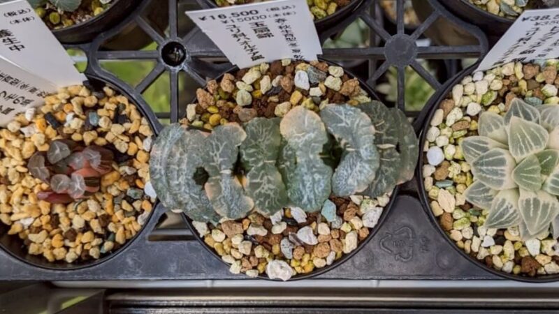 玉扇錦