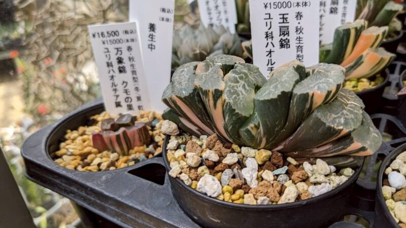 玉扇錦