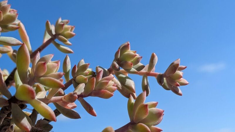 リトルビューティー