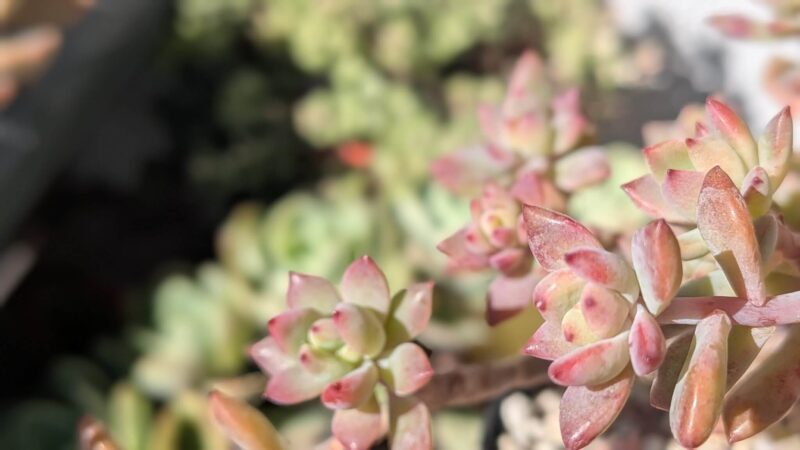 リトルビューティー