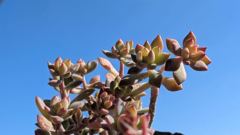 リトルビューティー