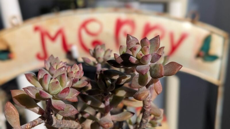 リトルビューティー