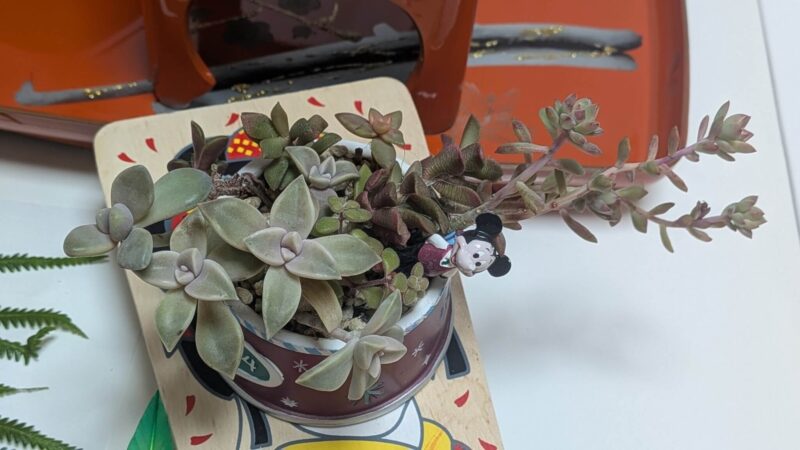 リトルビューティー、朧月、桜吹雪、だるま秀麗