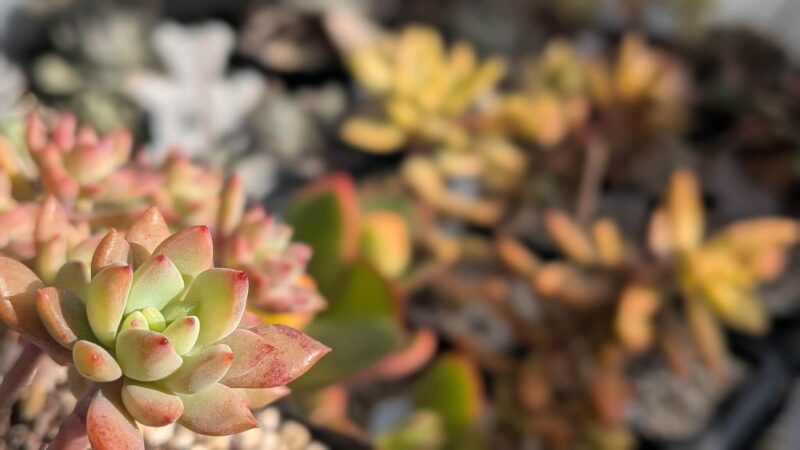 リトルビューティー