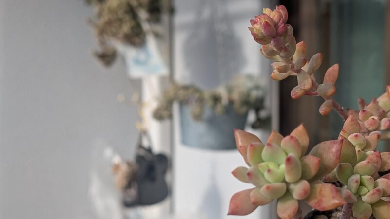 リトルビューティー