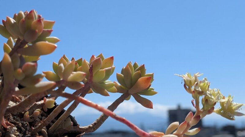 リトルビューティー