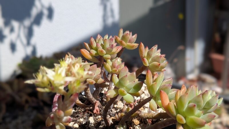 リトルビューティー