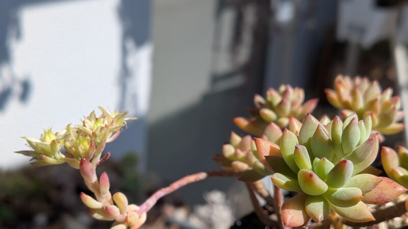 リトルビューティー