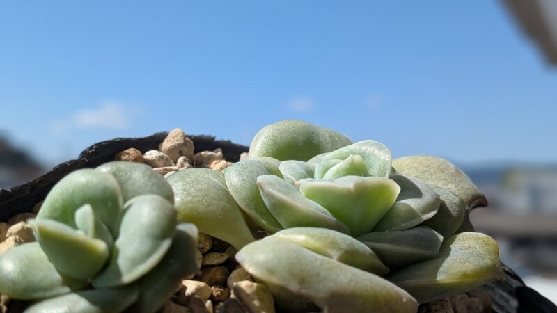 ラブリーローズ