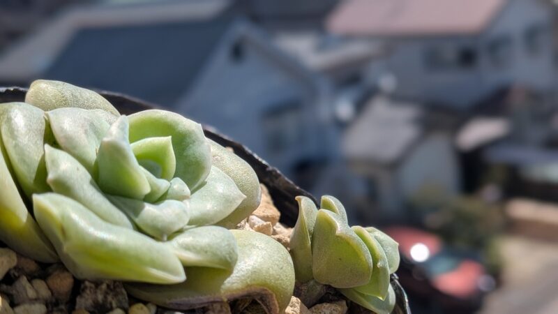 ラブリーローズ