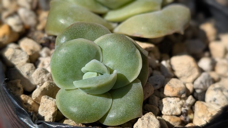 ラブリーローズ