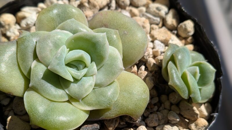 ラブリーローズ