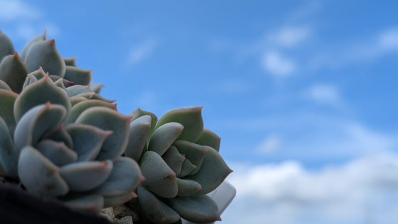 ルシンダ