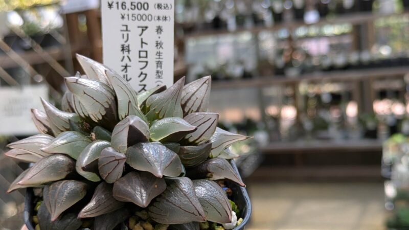 アトロフスカミュータント