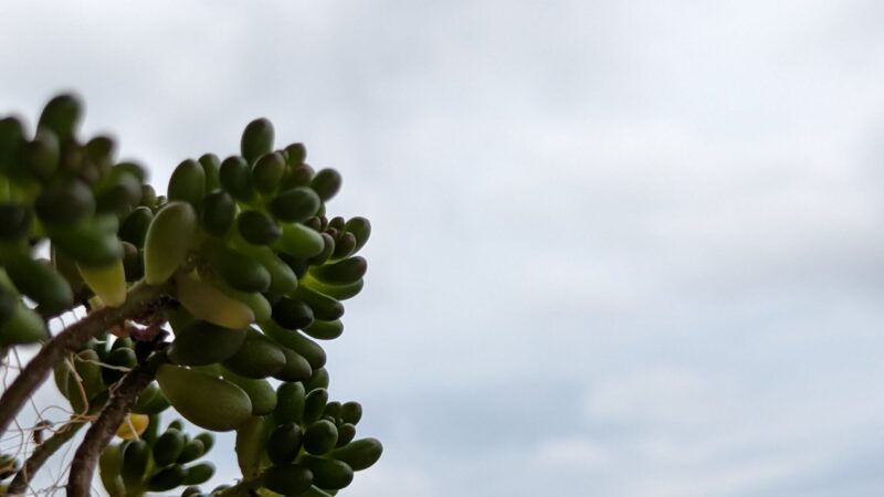レッドベリー