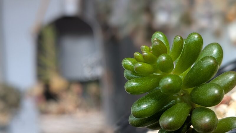 レッドベリー