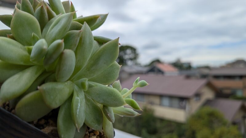 七福美尼
