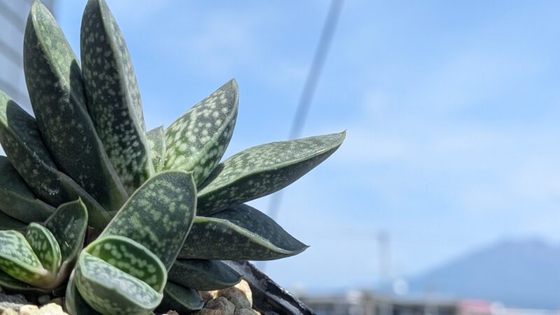 富士子宝