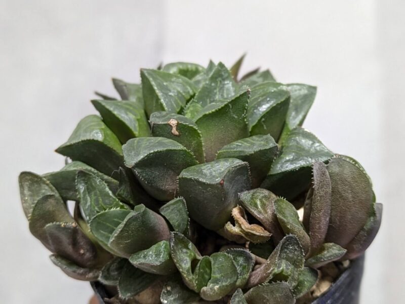 下葉が茶色くなったハオルチア レツーサ