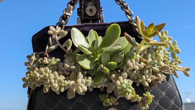 藍染錦、アドルフィーコッパー、姫秋麗