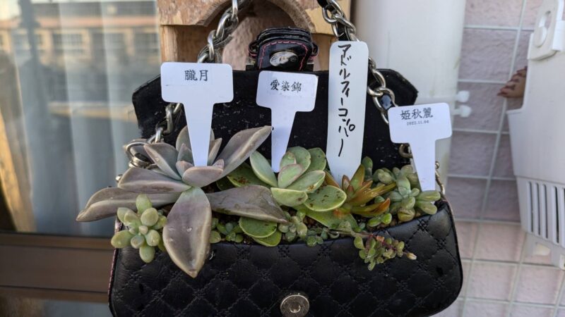 藍染錦、アドルフィーコッパー、姫秋麗