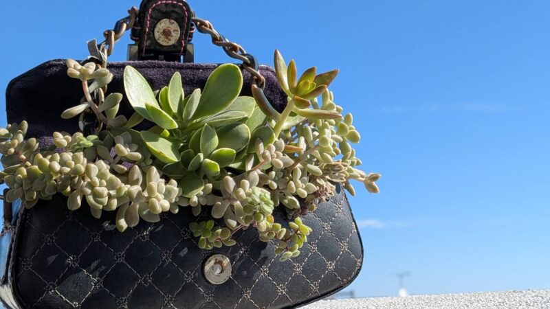 藍染錦、アドルフィーコッパー、姫秋麗