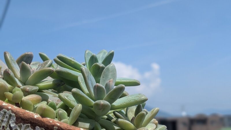 秀麗