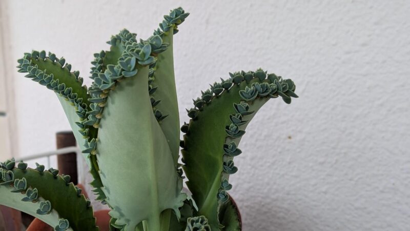子宝草